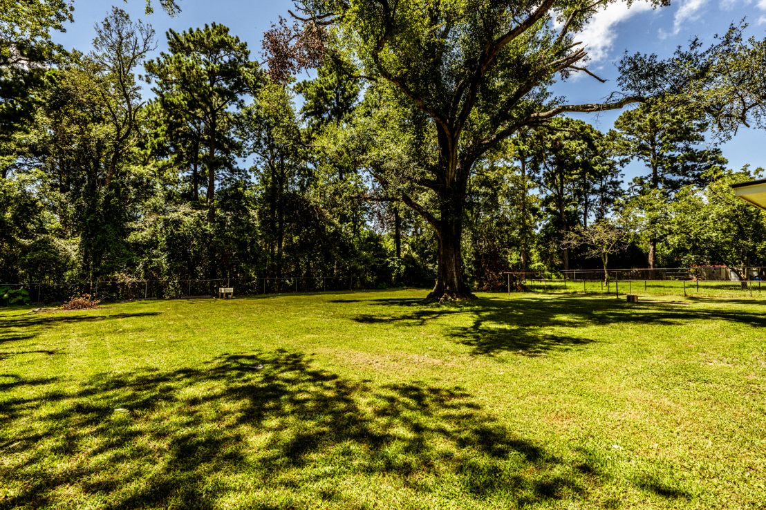 Shady Back Yard