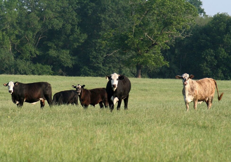 Cow_calf_pairs_graze_summer_forages_in_Madison_County,_Texas._NRCS_photo_by_Beverly_Moseley._(25087346126)